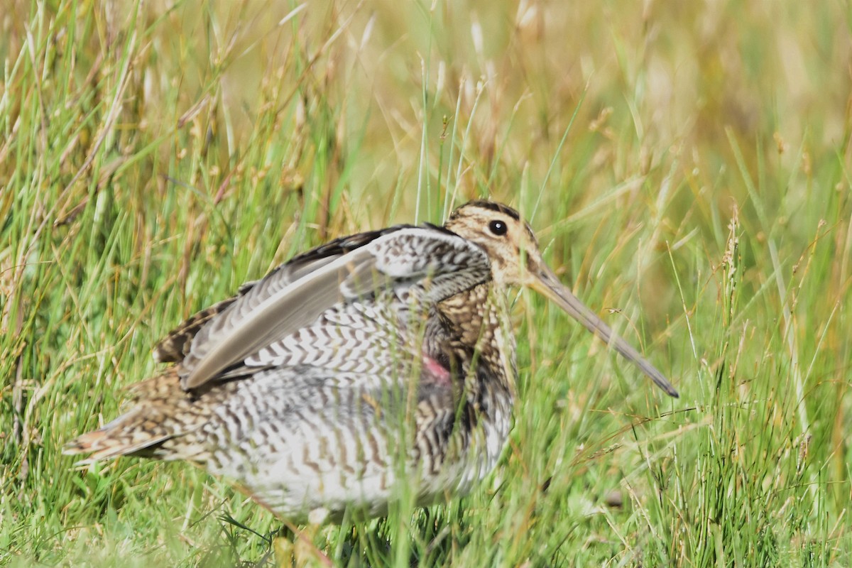 Pantanal Snipe - ML615387505