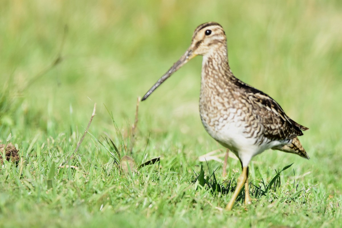 Pantanal Snipe - ML615387507