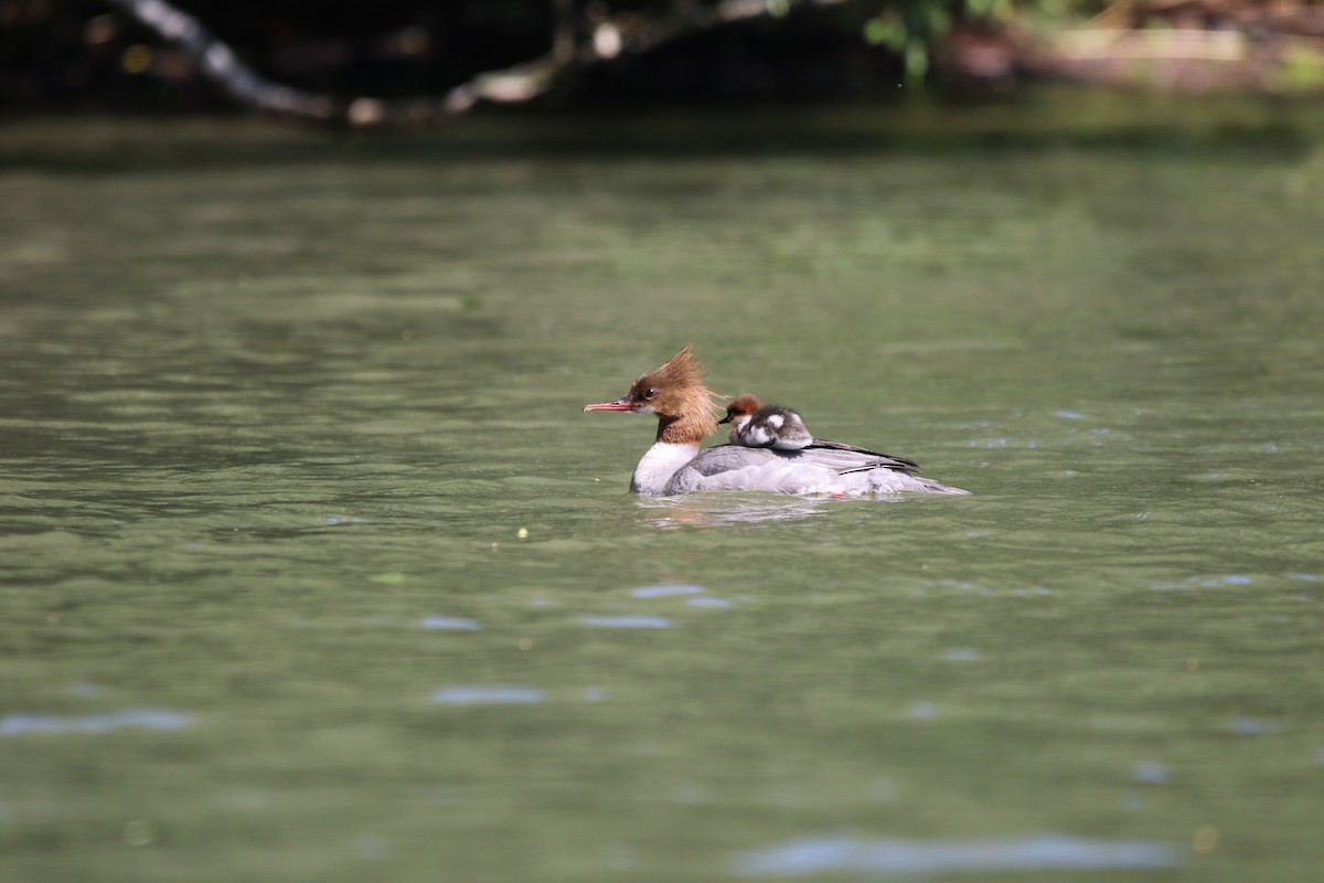 Common Merganser - ML615387532