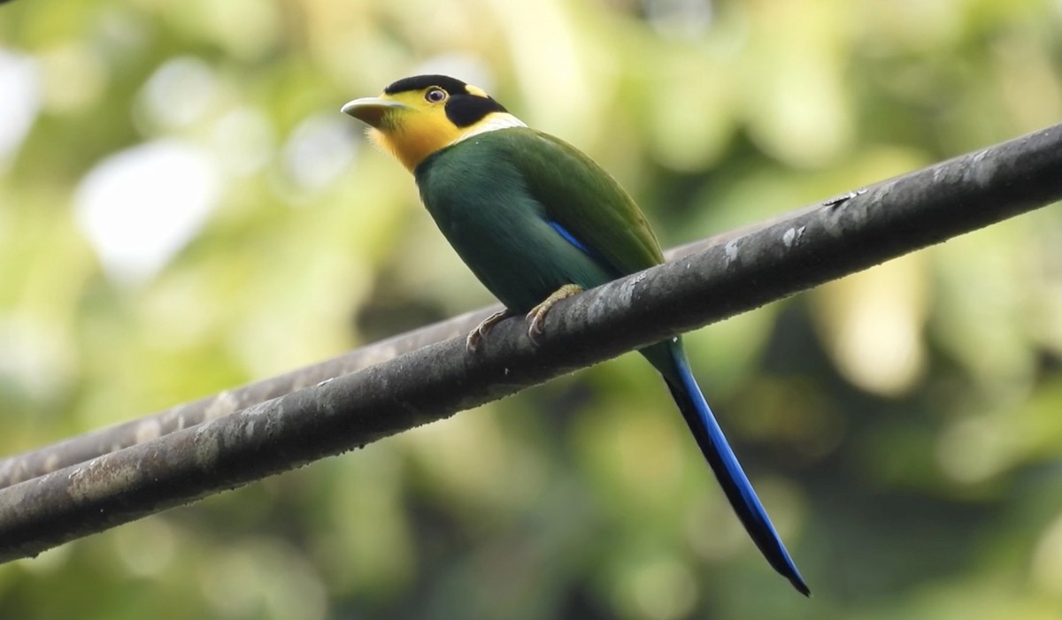 Long-tailed Broadbill - Hervé JACOB