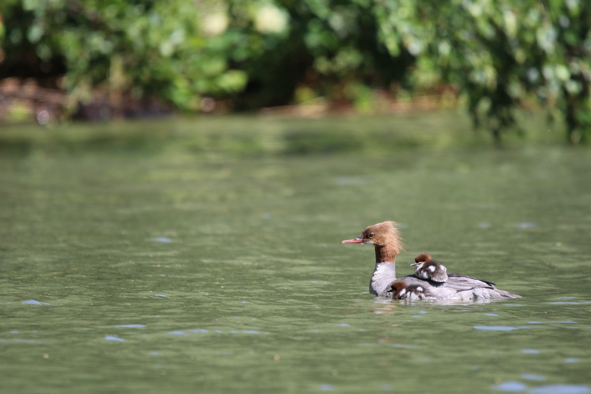 Common Merganser - ML615387539