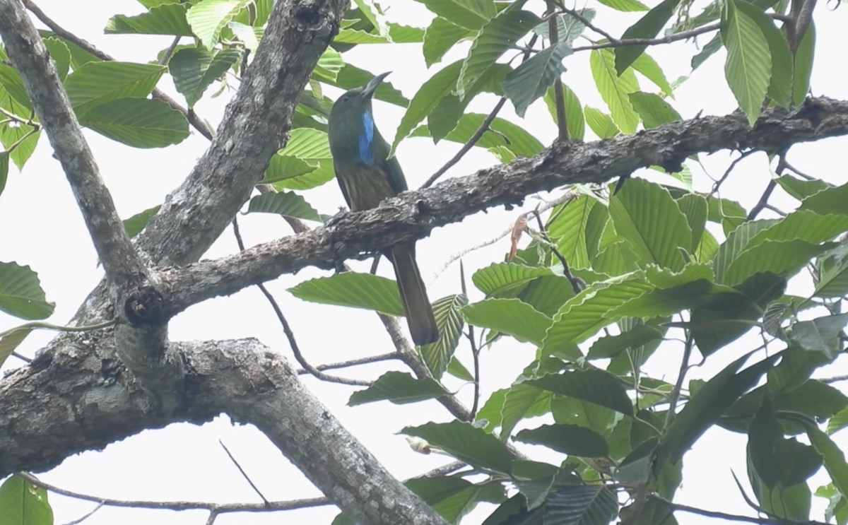 Blue-bearded Bee-eater - ML615387542