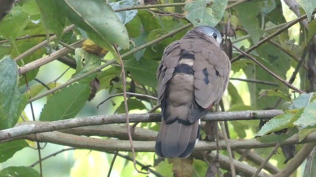 Blue-spotted Wood-Dove - ML615387562
