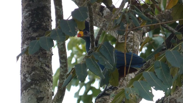 Turaco Gigante - ML615387565