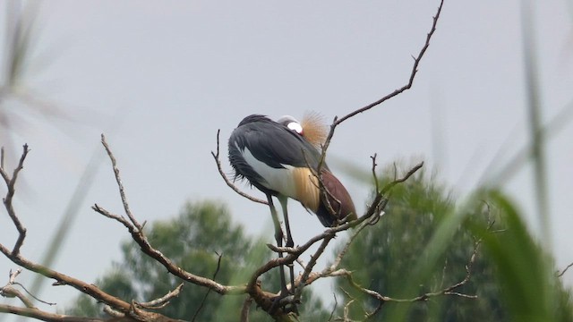 Gray Crowned-Crane - ML615387574