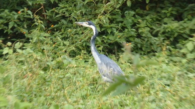 Black-headed Heron - ML615387586