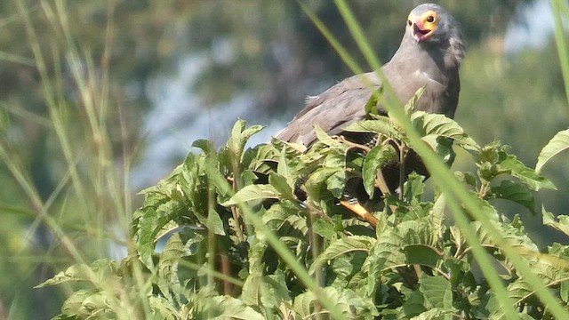 African Harrier-Hawk - ML615387590