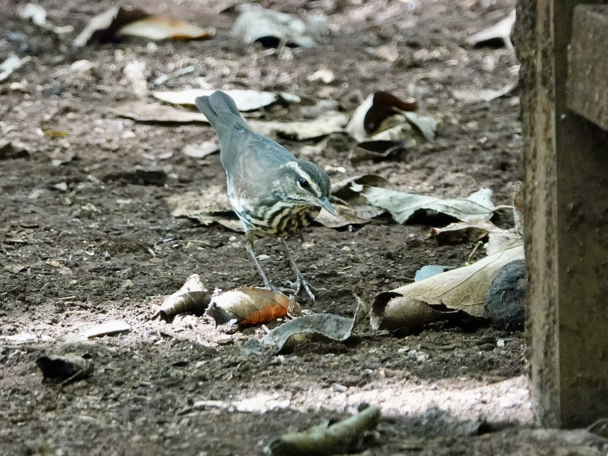 Northern Waterthrush - ML615387608