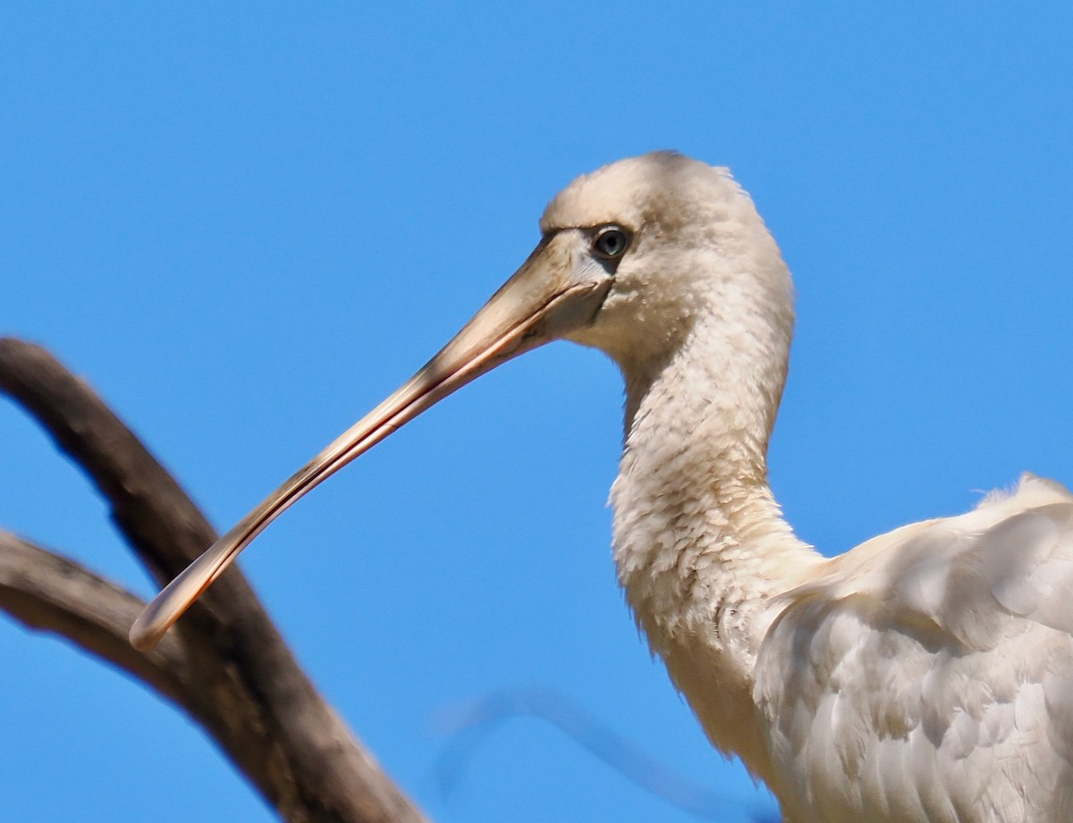 Yellow-billed Spoonbill - ML615387615