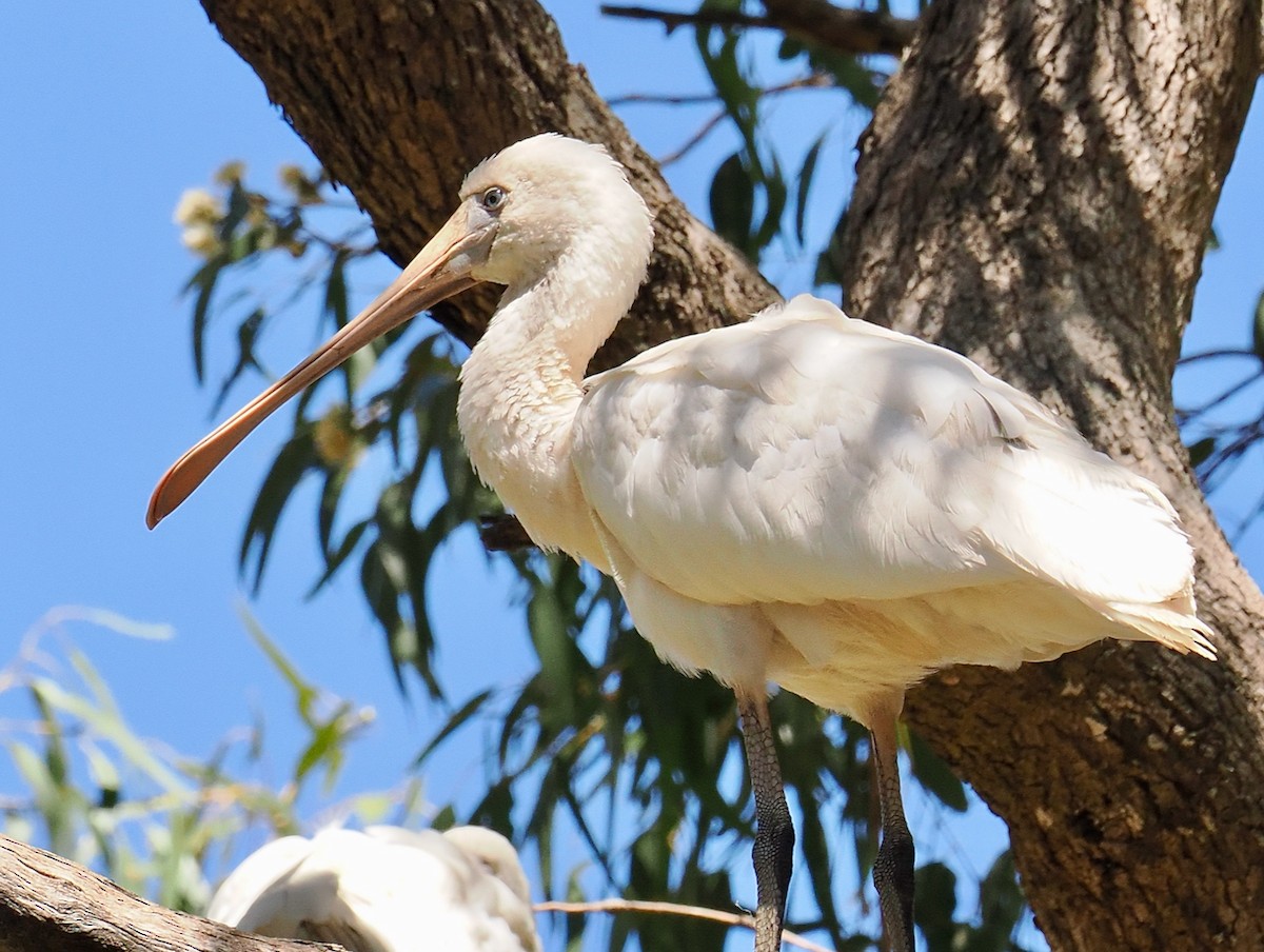 Yellow-billed Spoonbill - ML615387616