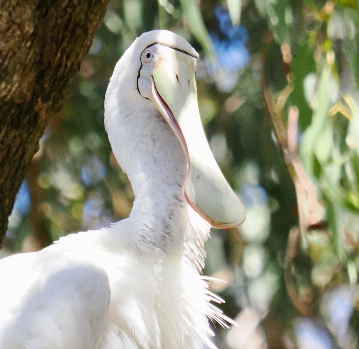 Yellow-billed Spoonbill - ML615387617