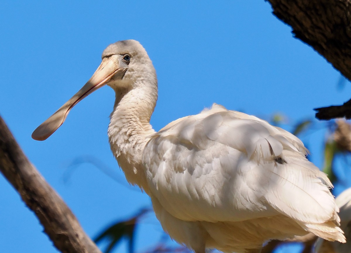 Yellow-billed Spoonbill - ML615387618