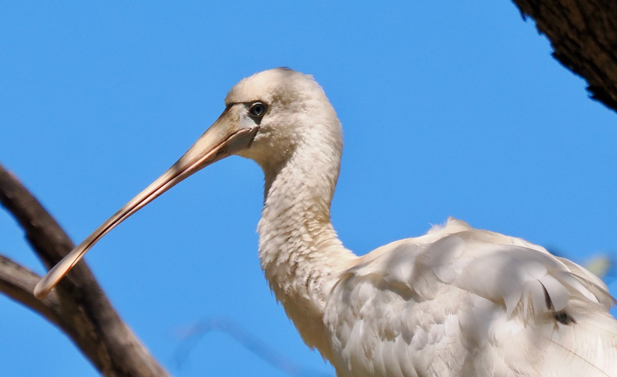 Yellow-billed Spoonbill - ML615387619