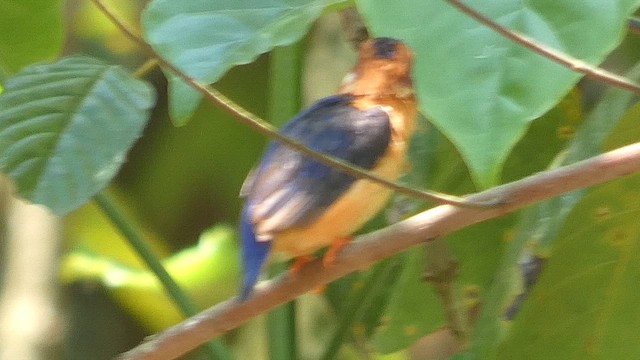 African Pygmy Kingfisher - ML615387620