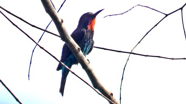 Black Bee-eater - ML615387622