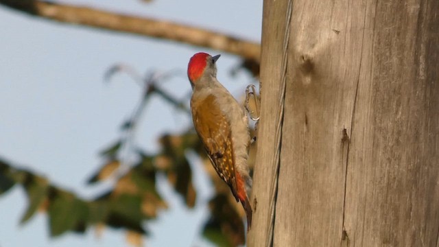 African Gray Woodpecker - ML615387631