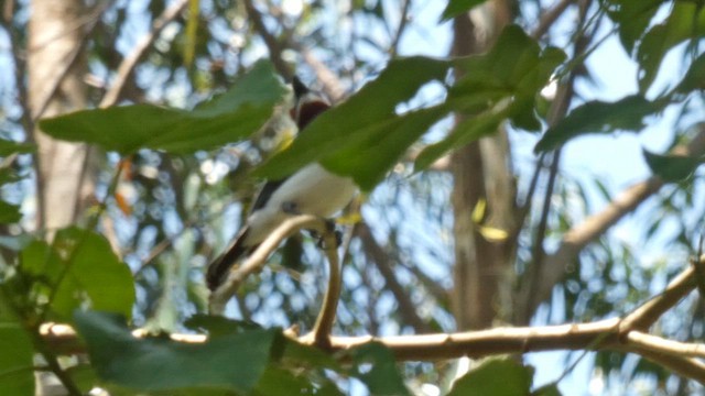 hvitvingepløsøye - ML615387633