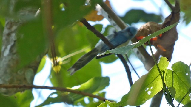 African Blue Flycatcher - ML615387658