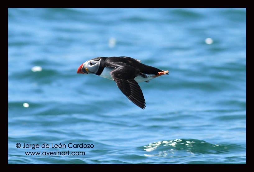 Atlantic Puffin - Jorge de Leon Cardozo