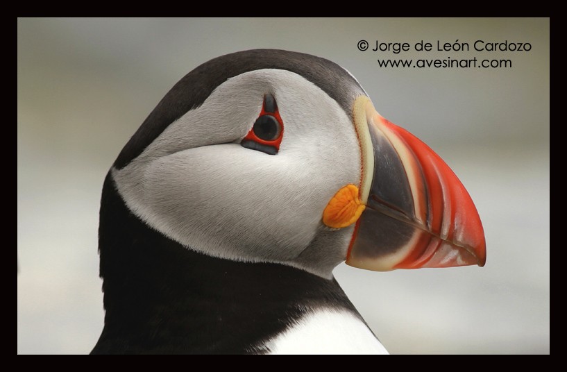 Atlantic Puffin - Jorge de Leon Cardozo