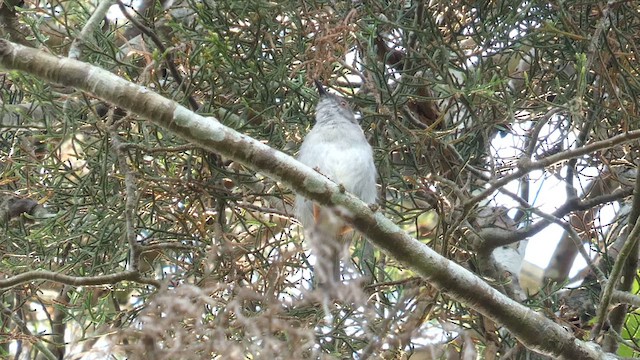 Green-backed Camaroptera - ML615387669