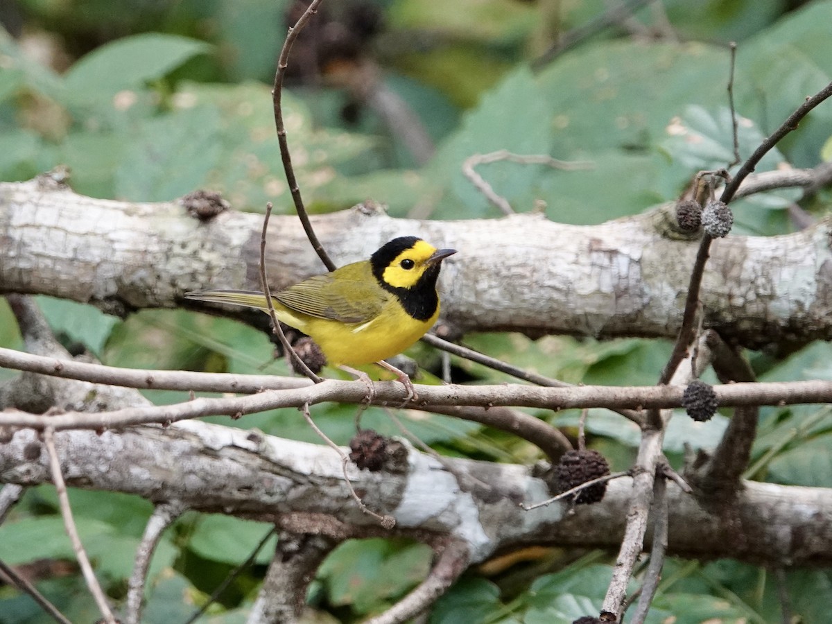 Hooded Warbler - ML615387672