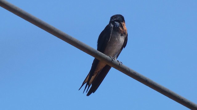 Angola Swallow - ML615387677