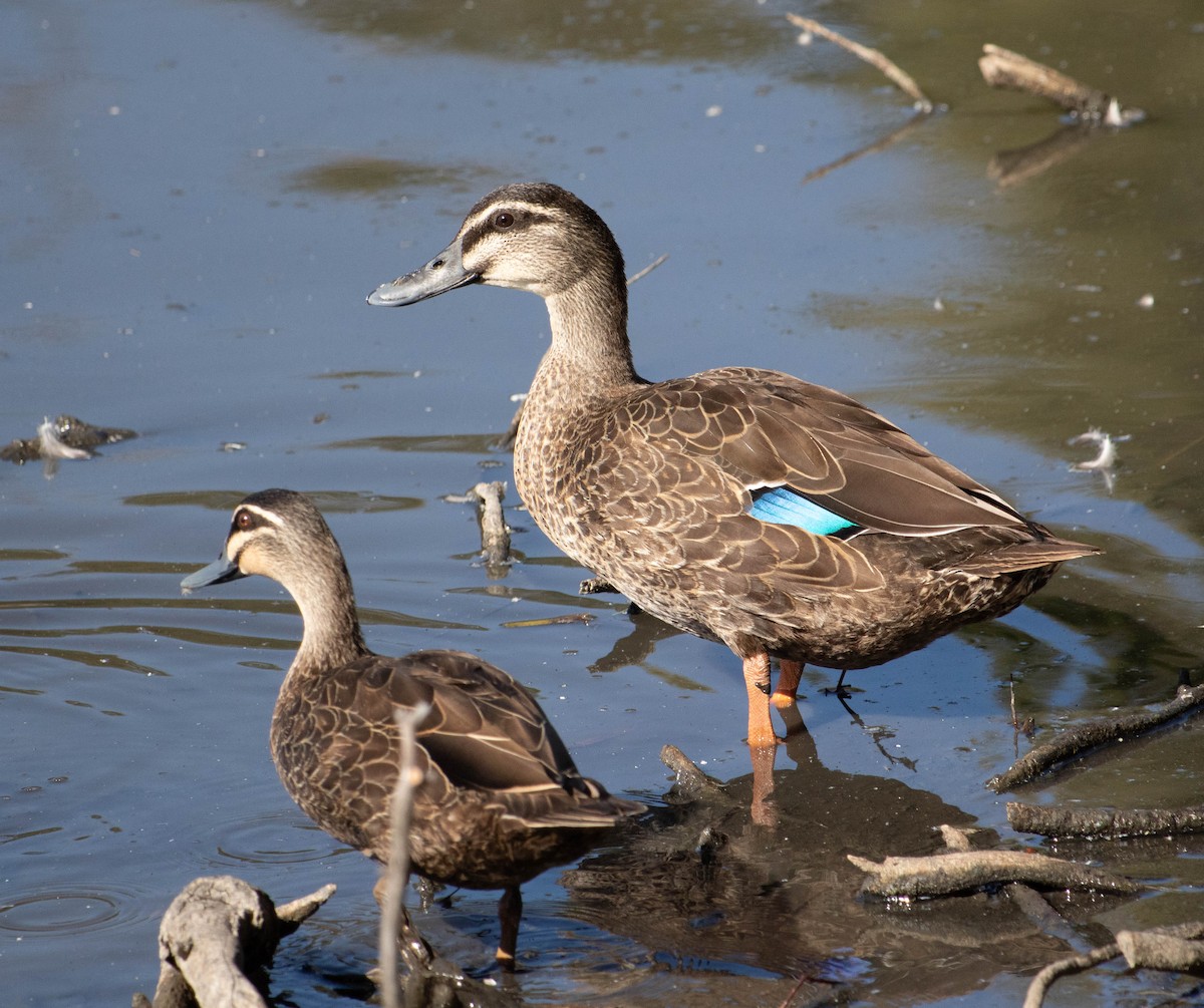 Mallard x Pacific Black Duck (hybrid) - Peter Crofts