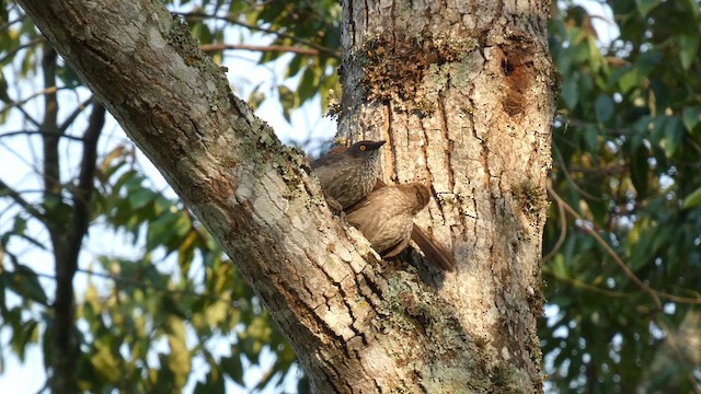 Arrow-marked Babbler - ML615387690