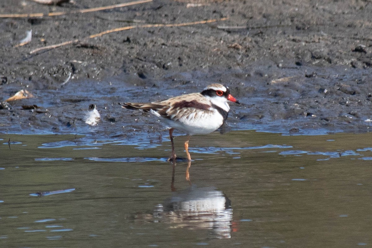 Black-fronted Dotterel - Peter Crofts