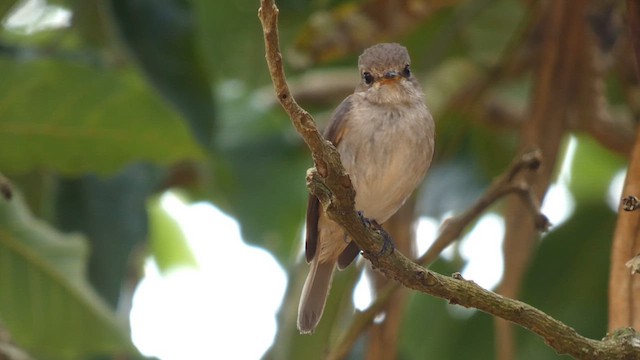 African Dusky Flycatcher - ML615387737