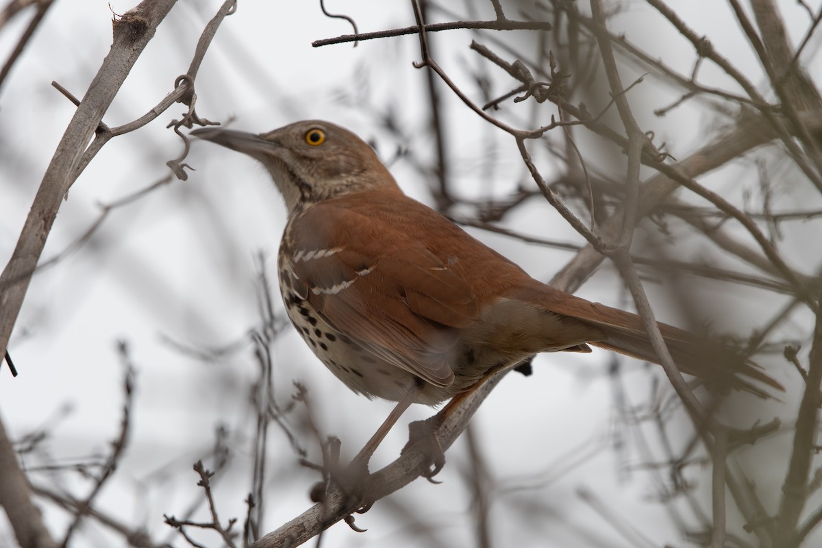 Brown Thrasher - ML615387746