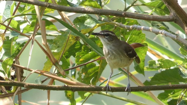 Brown-backed Scrub-Robin - ML615387748