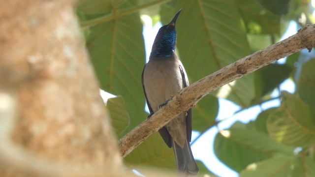 Blue-throated Brown Sunbird - ML615387756