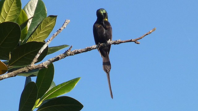 Нектарка бронзова - ML615387761