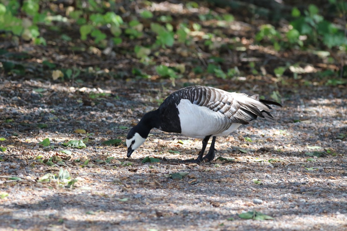 Barnacle Goose - ML615387762