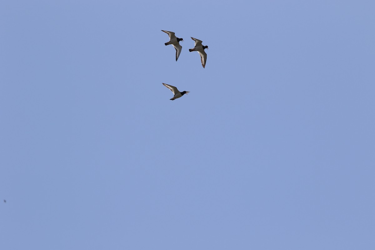 Eurasian Oystercatcher - ML615387772