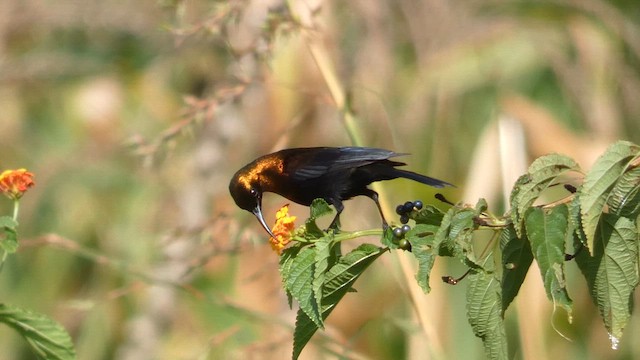 ブロンズタイヨウチョウ - ML615387773