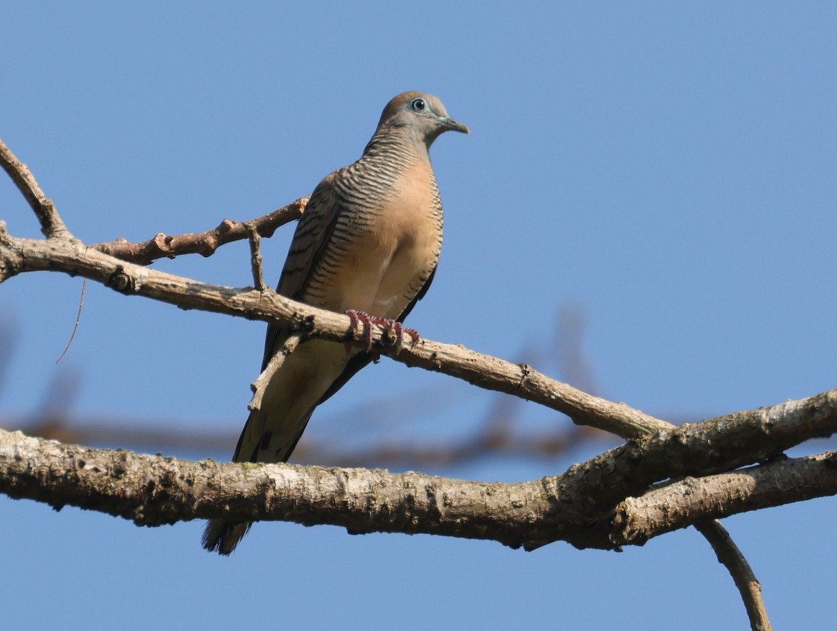 Zebra Dove - ML615387775