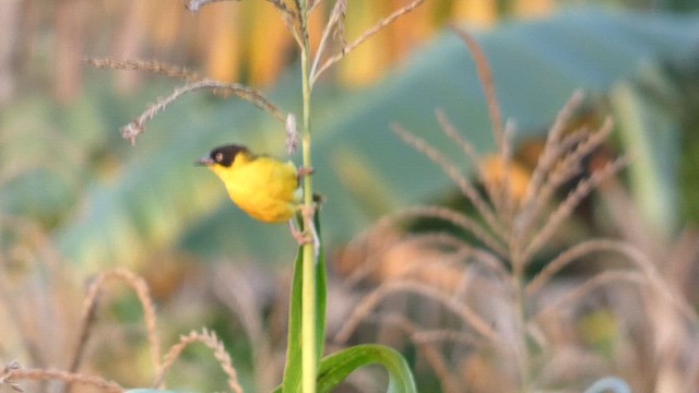 Baglafecht Weaver - ML615387778