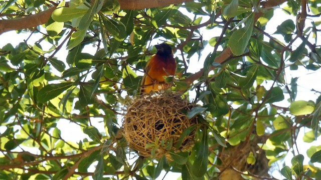 Black-headed Weaver - ML615387790