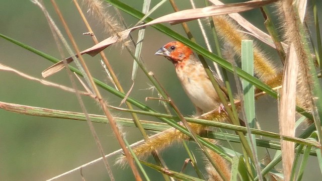 Cardinal Quelea - ML615387806