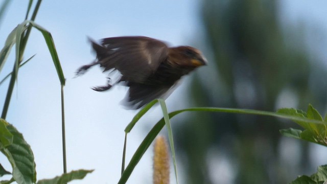 Grosbeak Weaver - ML615387811