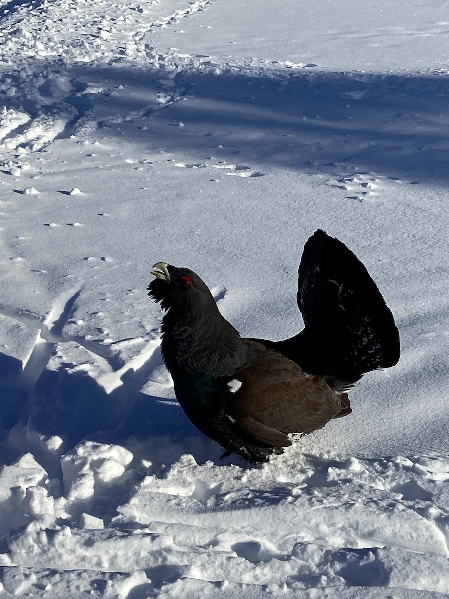 Western Capercaillie - ML615387933