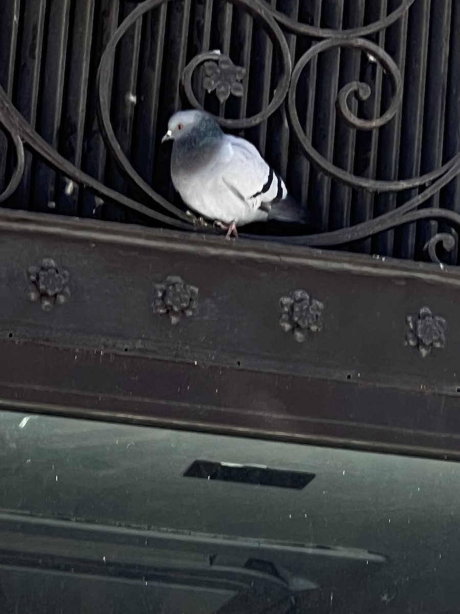 Rock Pigeon (Feral Pigeon) - Estela Quintero-Weldon