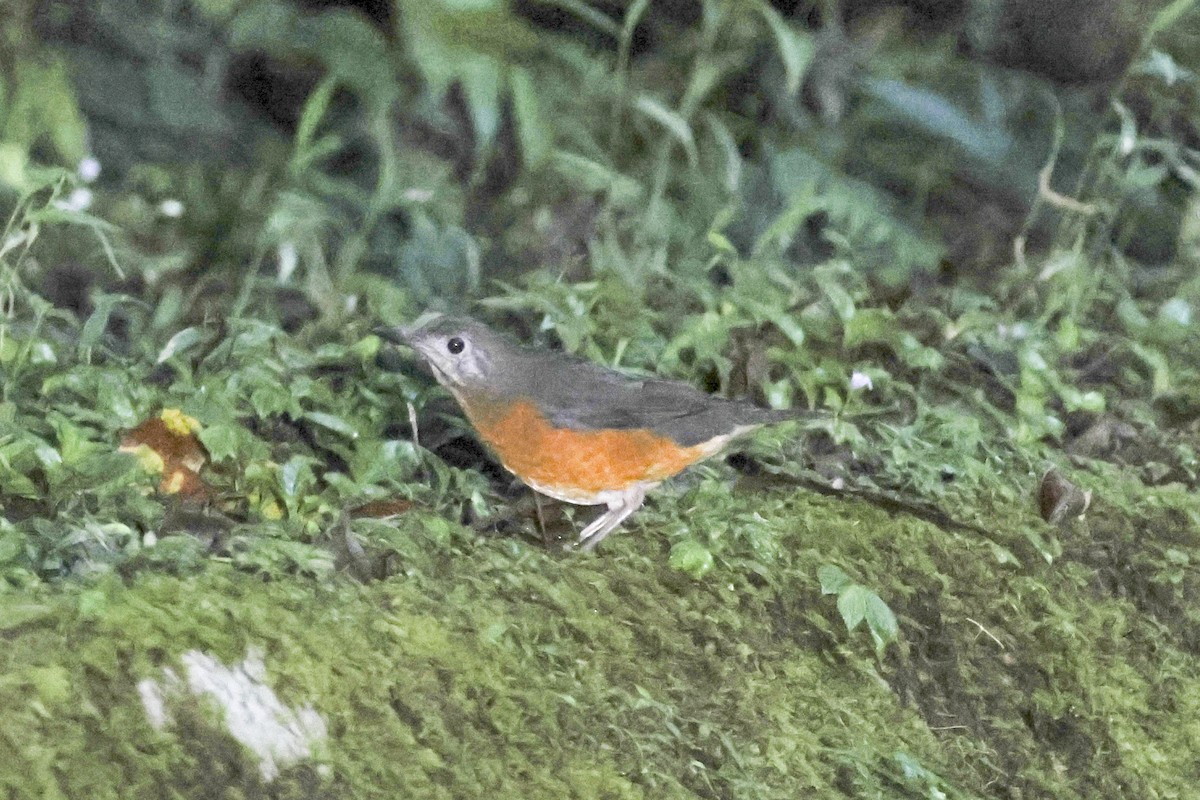 Everett's Thrush - ML615387974