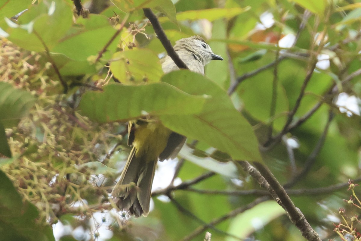 Pale-faced Bulbul - Steven Whitebread