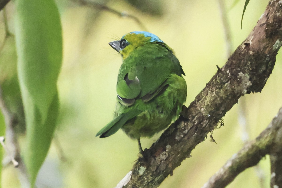 Golden-naped Barbet - ML615387996