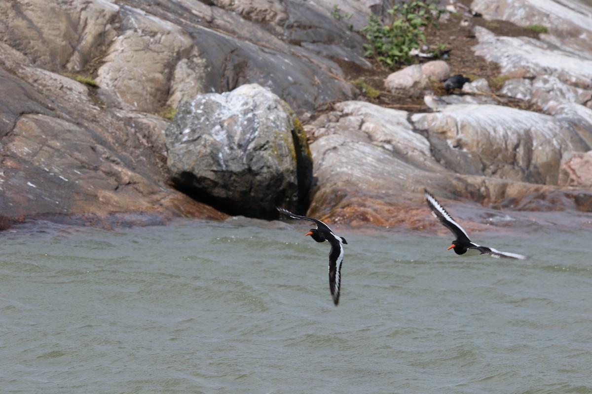 Eurasian Oystercatcher - ML615388001