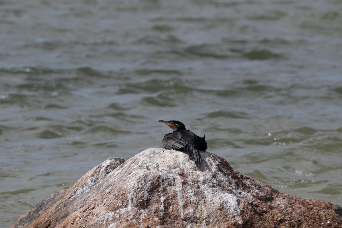 Great Cormorant - ML615388006